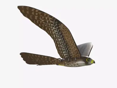 Aerium Robird falcon drone Low-poly 3D model