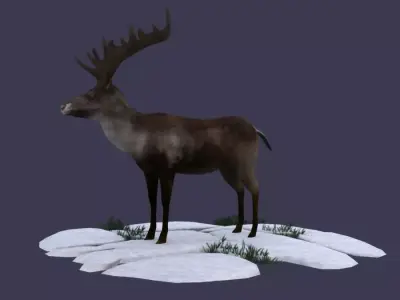 Reindeer Stag elk Northern Hemisphere animal Arctic  3D model