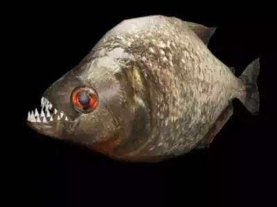 Piranha fish with teeth Low-poly 3D model