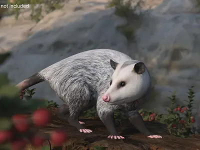  Opossum in Standing Pose 