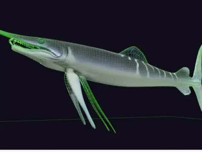 Protosphyraena nitida  Low-poly 3D model