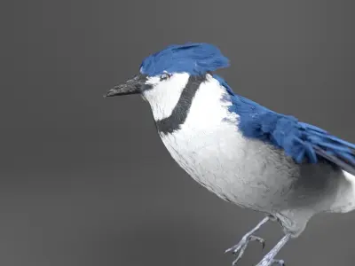 Blue Jay Bird 3D model