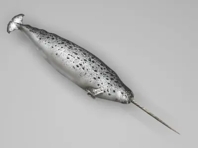 Narwhal 3D model purchase