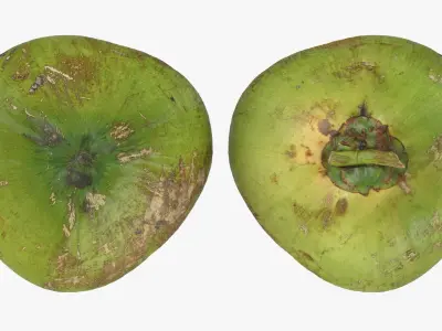 Green Coconut Collection 2 3D model