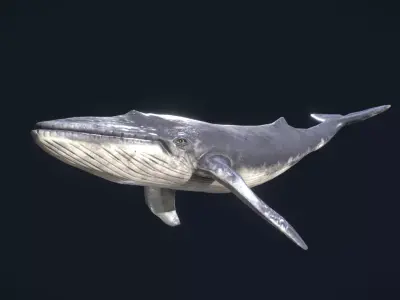 Whale Animated and Rigged Low-poly 3D model