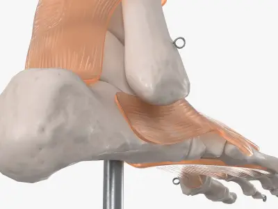  Anatomical Foot Structure with Muscle and Bone System Rigged for Maya 