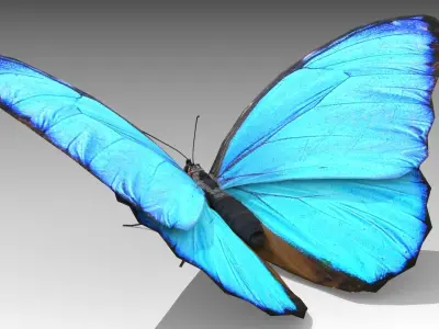 Blue Morpho Butterfly Low-poly 3D model get
