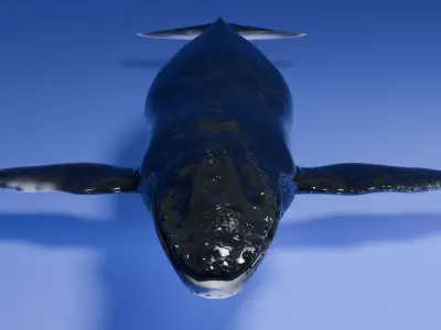 Humpback Whale 3D model purchase