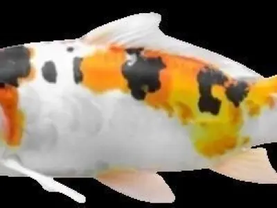Koi Fish 3D model
