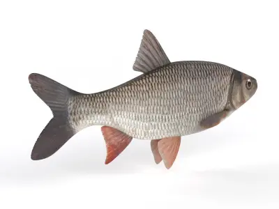 Freshwater Fish 3D model get