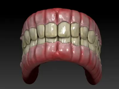Teeth human mouth with Low-poly 3D model