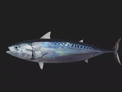 Bullettuna Low-poly 3D model