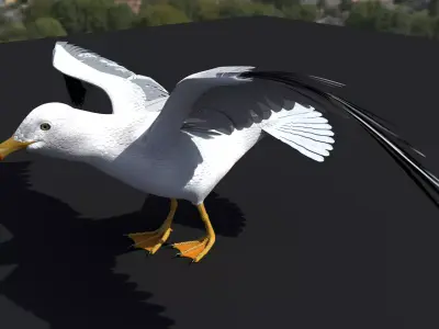 SEAGULL 3D model order
