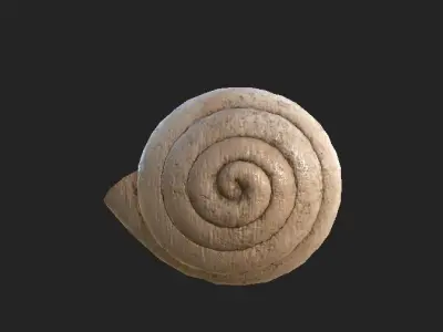 shell 3D model