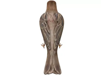 Sparrow 3D model