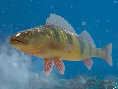  Yellow Perch Fish 