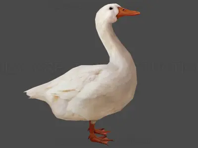 Duck Rigged Animated 3 Low-poly 3D model