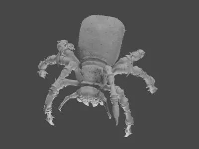 Spider 3D model 32