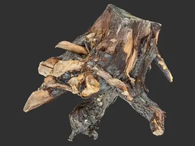 Tree Root 3D Scan 3D model from CGTrader
