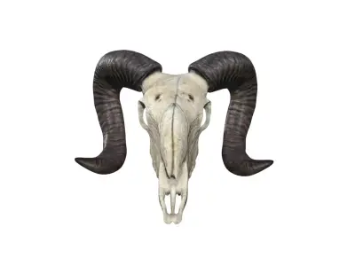 Ram skull Low-poly 3D model