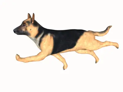 German Shepherd Low-poly 3D model