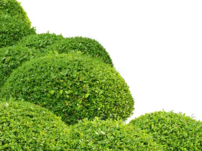 Green Ligustrum 3D model