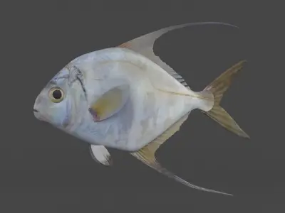 Threadfin Fish 3D model
