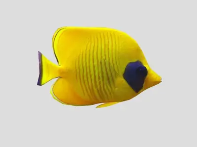 Bluecheek butterflyfish Low-poly 3D model