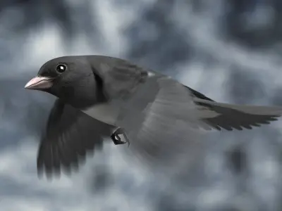 Dark-eyed Junco (Animated) 3D model