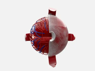 Eye anatomy 3D model