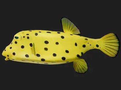 Boxfish Low-poly 3D model