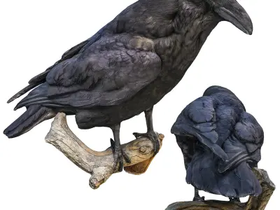 Raven perched on branch 3D model