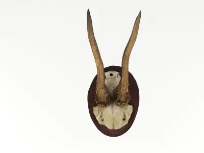 Deer Antler Trophy 3D model