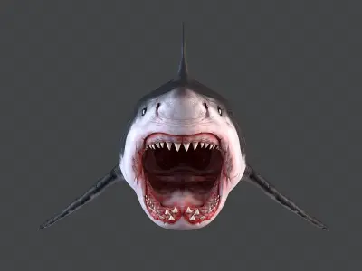 White Shark 3D model order