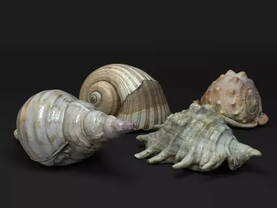 Seashells Vol 1 - Photogrammetry 3D model