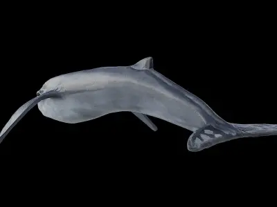Blue whale 3D model purchase