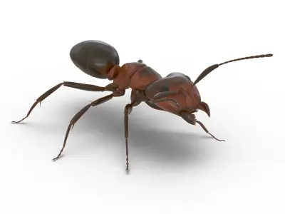 Red Ant Rigged for Maya 3D model