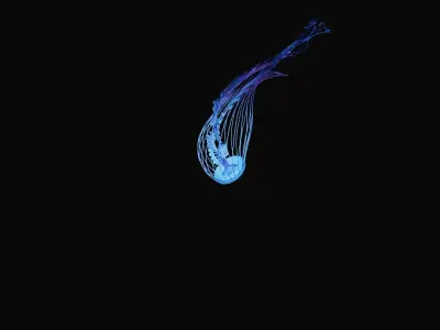 Jellyfish 3D model buy