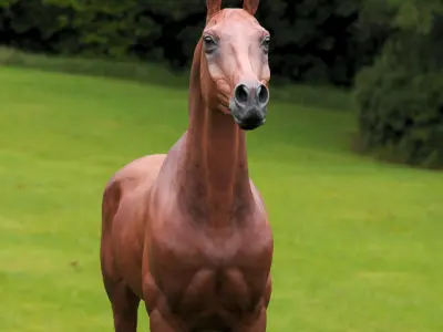 horse arabian BROWN Zbrush 3D model