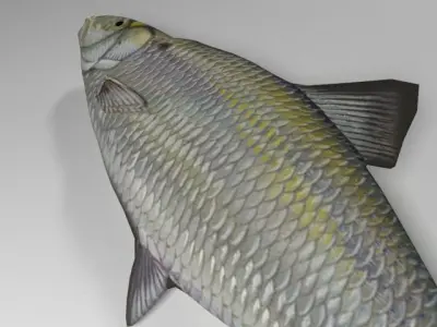 Alewife fish Low-poly 3D model