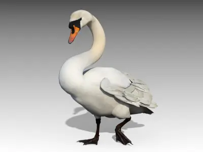  Mute Swan 