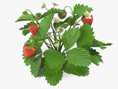 Garden Strawberry Plant Fruiting 3D model