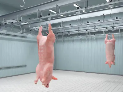  Meat Rail System with Hanging Pig Carcass 