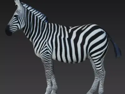 Zebra 3D model buy