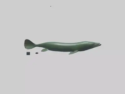 Electric Eel swimming model 3D model