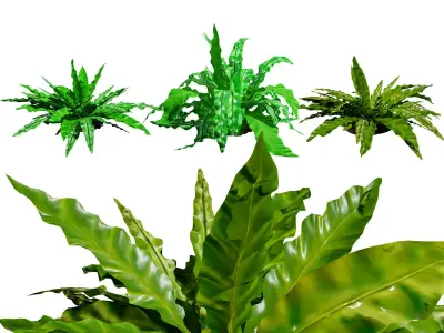 Bird Nest Fern 3D Model Low-poly 3D model