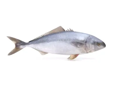 Tuna Fish 3D model purchase