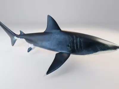 Great White Shark - Queen of the Ocean  Low-poly 3D model