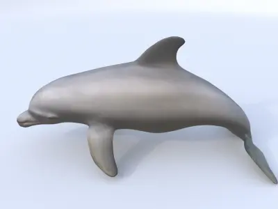 Irrawaddy Dolphin 3D model