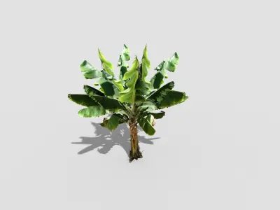 banana tree Low-poly 3D model